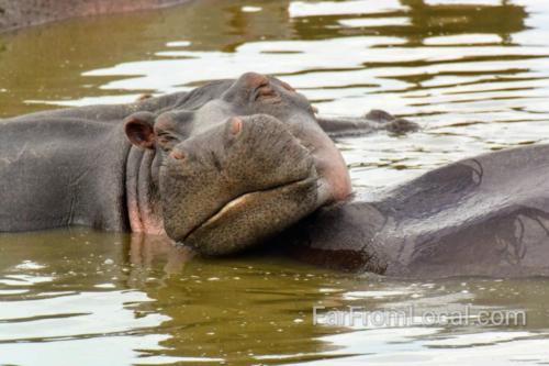 Happy Happy Hippo