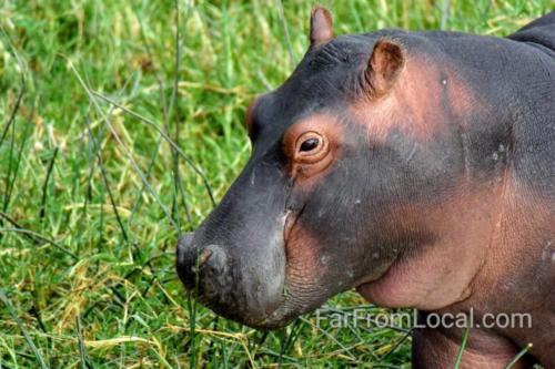 Baby Hippo