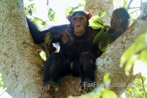 King of the Jungle