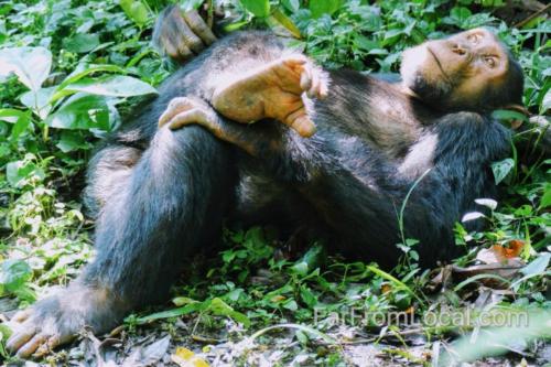 Chimpanzee