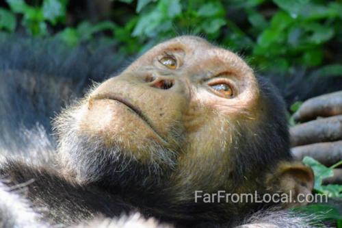 Chimpanzee