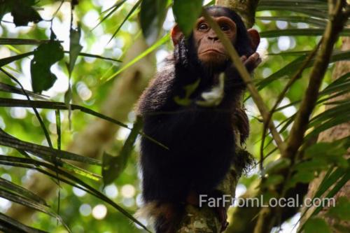 Baby Chimpanzee