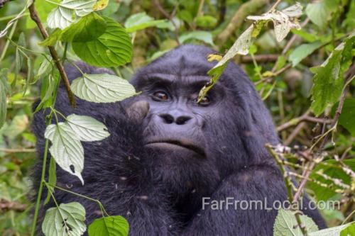 Silverback