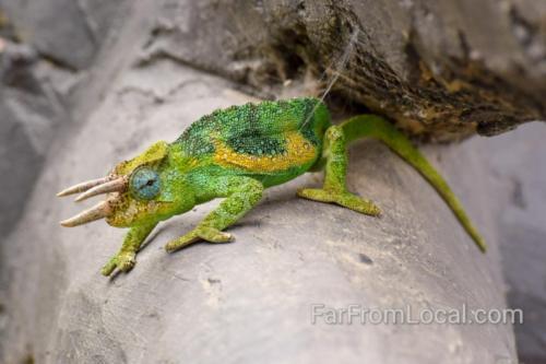 Three Horned Chameleon