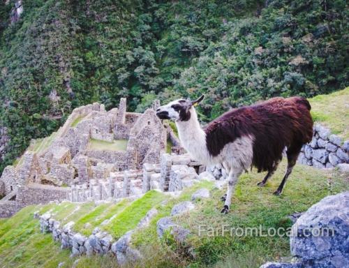 Lama Standing Guard