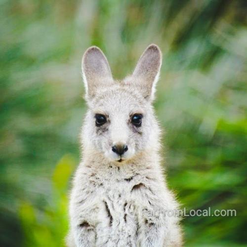 Baby Kangaroo