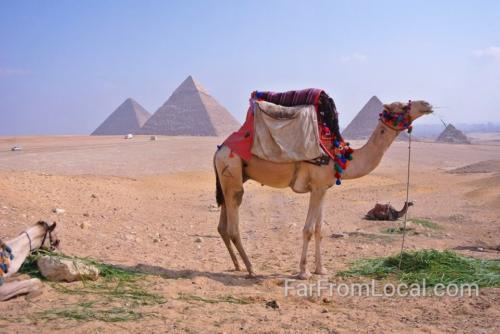 Camel and Pyramids