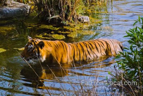 Tiger in Water